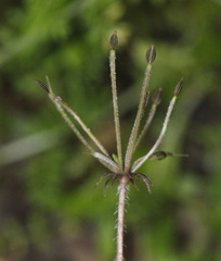 Chaerophyllum ramosum