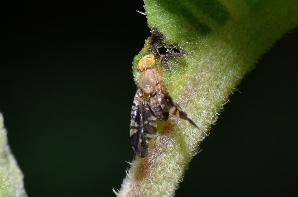 Tetreuaresta bartica