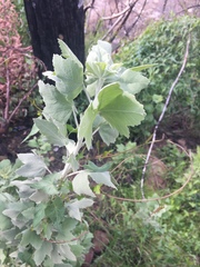 Malacothamnus fasciculatus nuttallii