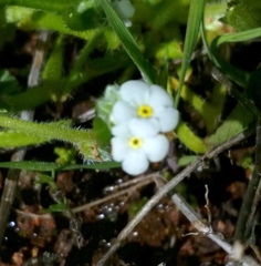 Plagiobothrys collinus