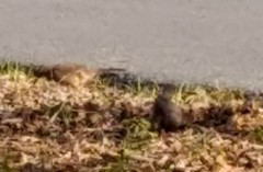 Toxostoma curvirostre