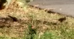 Toxostoma curvirostre