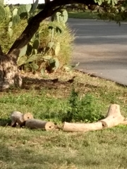 Toxostoma curvirostre