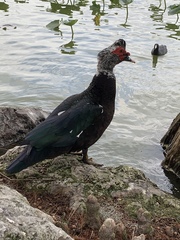Cairina moschata domestica