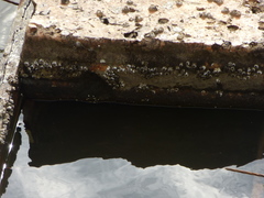 Amphibalanus subalbidus