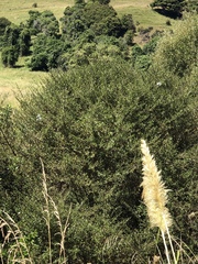 Coprosma propinqua