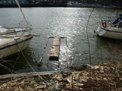 Amphibalanus subalbidus