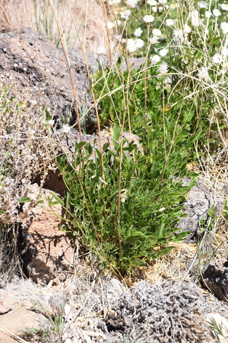 Silene berthelotiana image