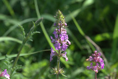 Stachys drummondii