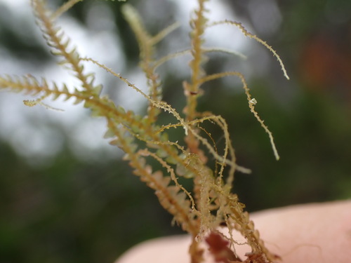 Image of Bazzania tricrenata by no rights reserved