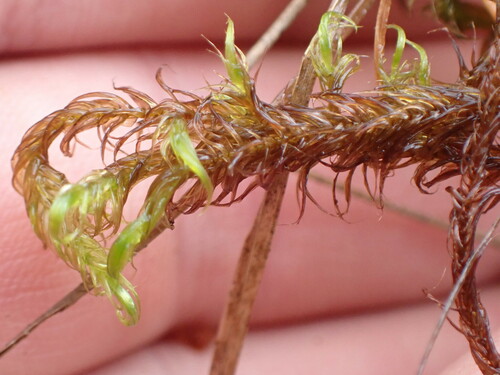 Image of Sarmentypnum exannulatum by no rights reserved