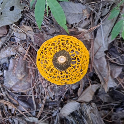 Phallus luteus