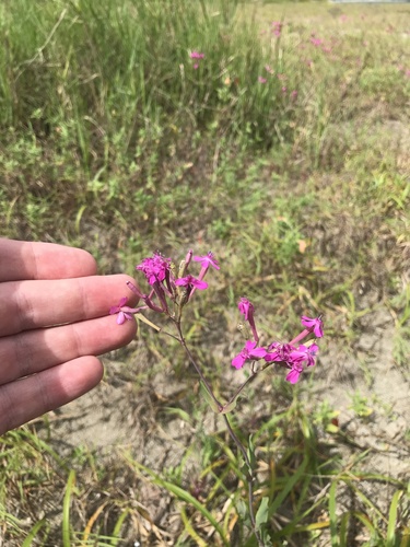 Atocion armeria