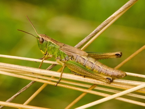 Meadow Grasshopper photo 3