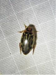 Coptotomus