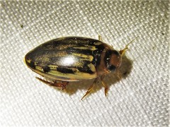 Coptotomus