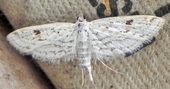 Parapoynx allionealis