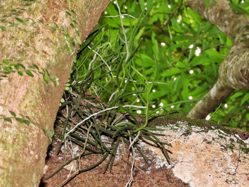 Cleisostoma simondii; photograph (c) 卢江离, some rights reserved (CC BY)