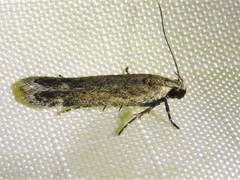 Gelechiini