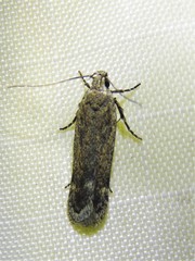 Gelechiini