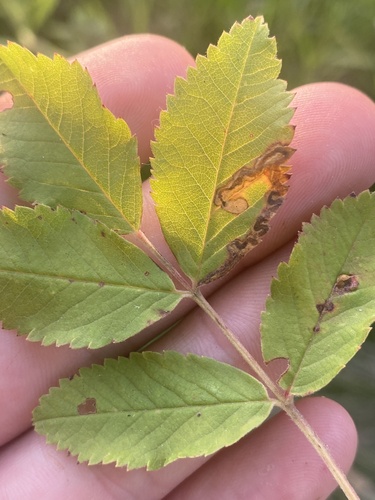 Stigmella rosaefoliella photo 2