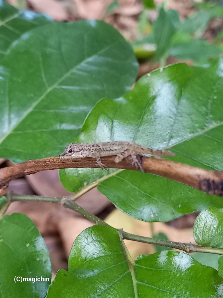 bronze-anole-from-st-joseph-trinidad-and-tobago-on-august-22-2023-at