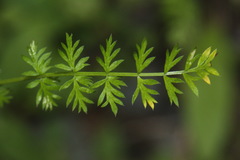 Chaerophyllum ramosum