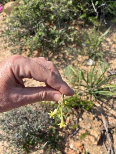 Image of Tulbaghia dregeana by (c) Charleen Brunke, some rights reserved (CC BY)