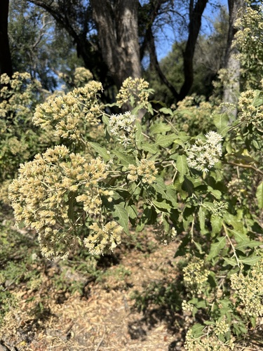 Gymnanthemum amygdalinum
