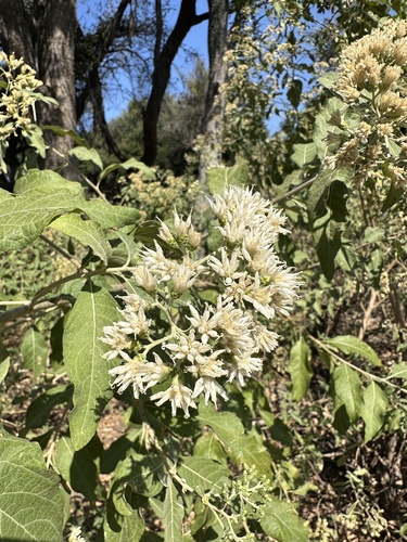 Gymnanthemum amygdalinum