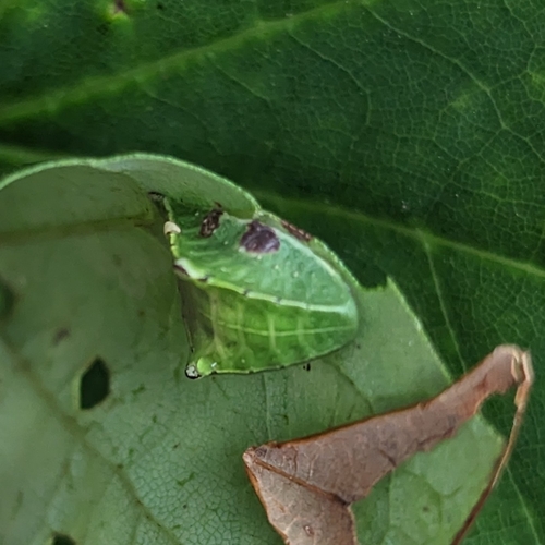 Skiff Moth photo 3