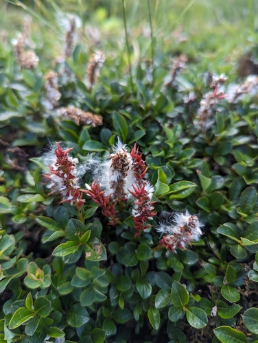 Image of Salix uva by (c) Nick Kleinschmidt, some rights reserved (CC BY)