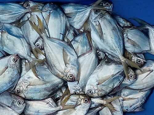 Pacific harvestfish (Peprilus medius) — Stromateidae — 4