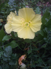 Oenothera triloba