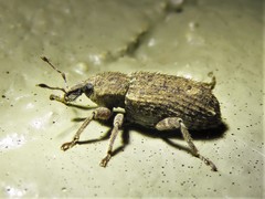 Listroderes difficilis