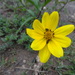 Bidens andicola - Photo (c) guyrufray, some rights reserved (CC BY-NC)