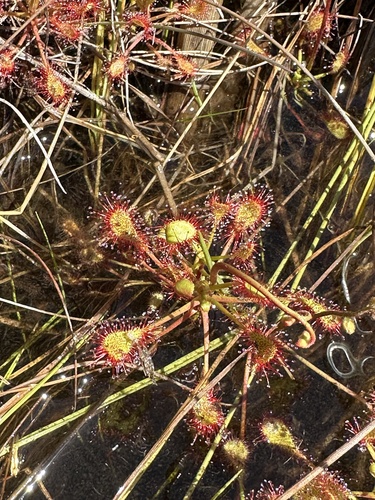 Drosera madagascariensis