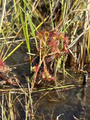 Drosera madagascariensis