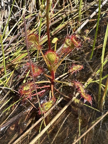 Drosera madagascariensis