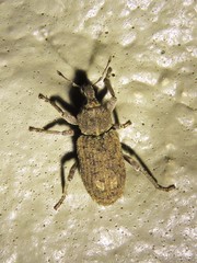 Listroderes difficilis