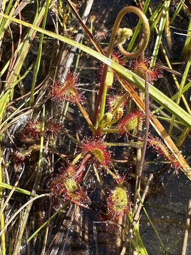 Drosera madagascariensis