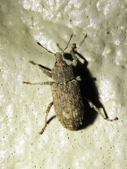 Listroderes difficilis