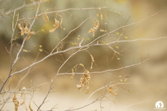 Mimosa aculeaticarpa biuncifera