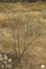 Mimosa aculeaticarpa biuncifera