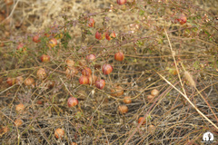 Cardiospermum corindum