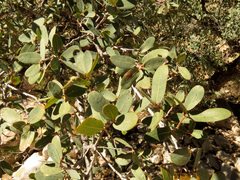 Quercus oblongifolia