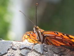 Dione vanillae maculosa