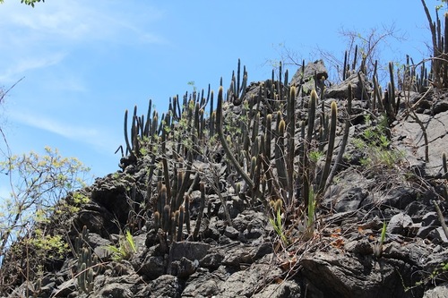 Pilosocereus mollispinus
