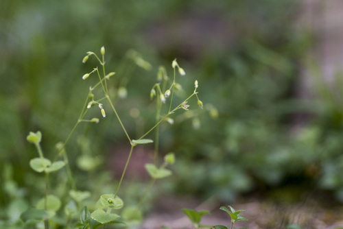 Image of Drymaria Villosa (Drymaria villosa) by (c) Licheng Shih, some rights reserved (CC BY)