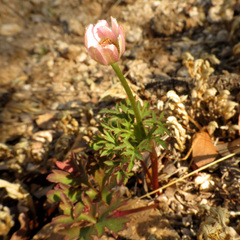 Anemone tuberosa
